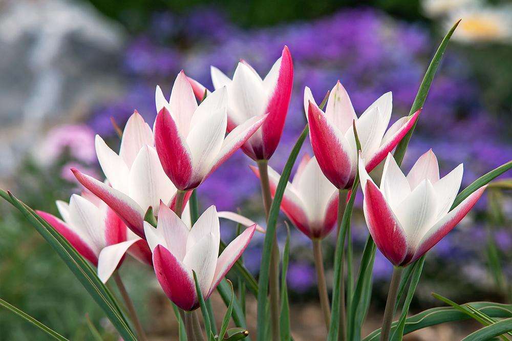 Botanisk Tulipan 'Peppermintstick'